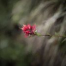Indian Paintbrush on the Highline Trail I