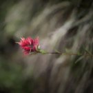 Indian Paintbrush on the Highline Trail II