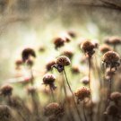 Prairie Rust