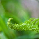 Unfolding Fern