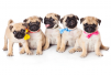 poshpugsboutique
