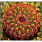 100Bonsai Bag Pseudotruncatella Succulents Cactus Bonsai Stems Tetragonia Potted
