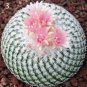 100Bonsai Bag Pseudotruncatella Succulents Cactus Bonsai Stems Tetragonia Potted