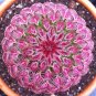 100Bonsai Bag Pseudotruncatella Succulents Cactus Bonsai Stems Tetragonia Potted