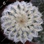 100Bonsai Bag Pseudotruncatella Succulents Cactus Bonsai Stems Tetragonia Potted
