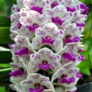100pcs Rare Cymbidium orchid Plant African Cymbidiums PlantasPhalaenopsis bonsai