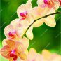 100pcs Rare Cymbidium orchid Plant African Cymbidiums PlantasPhalaenopsis bonsai