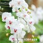 100pcs Rare Cymbidium orchid Plant African Cymbidiums PlantasPhalaenopsis bonsai