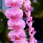 100pcs Rare Cymbidium orchid Plant African Cymbidiums PlantasPhalaenopsis bonsai