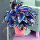 100pcs Janpanse Bonsai Coleus Foliage Plant Perfect Color Rainbow Dragon Beautiful