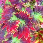 100pcs Janpanse Bonsai Coleus Foliage Plant Perfect Color Rainbow Dragon Beautiful