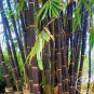 100Pcs/bag Rare purple Timor Bamboo bonsai Bambusa black planted courtyard