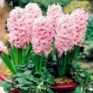 50Pcs Real Hyacinth Bonsai Green Plants(Not Hyacinth Bulbs) Easy To Grow Bonsai
