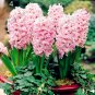 50Pcs Real Hyacinth Bonsai Green Plants(Not Hyacinth Bulbs) Easy To Grow Bonsai