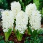 50Pcs Real Hyacinth Bonsai Green Plants(Not Hyacinth Bulbs) Easy To Grow Bonsai