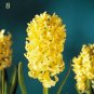 50Pcs Real Hyacinth Bonsai Green Plants(Not Hyacinth Bulbs) Easy To Grow Bonsai