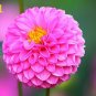 Dahlia Flower Dahlia pcs,(Not Dahlia Bulbs)Flower bonsai Gorgeous..100pcs/Bag