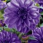 Dahlia Flower Dahlia pcs,(Not Dahlia Bulbs)Flower bonsai Gorgeous..100pcs/Bag