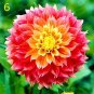 Dahlia Flower Dahlia pcs,(Not Dahlia Bulbs)Flower bonsai Gorgeous..100pcs/Bag