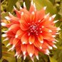 Dahlia Flower Dahlia pcs,(Not Dahlia Bulbs)Flower bonsai Gorgeous..100pcs/Bag