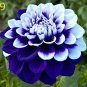 Dahlia Flower Dahlia pcs,(Not Dahlia Bulbs)Flower bonsai Gorgeous..100pcs/Bag