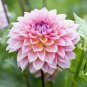 Dahlia Flower Dahlia pcs,(Not Dahlia Bulbs)Flower bonsai Gorgeous..100pcs/Bag