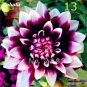Dahlia Flower Dahlia pcs,(Not Dahlia Bulbs)Flower bonsai Gorgeous..100pcs/Bag