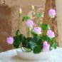 bonsai lotus flower summer 100% real Bowl lotus pots for garden plants 5pcs/bag