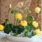 bonsai lotus flower summer 100% real Bowl lotus pots for garden plants 5pcs/bag