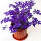 Mosquito Repelling Grass Riddex Plant plants Mozzie Buster Sweetgrass.200pcs