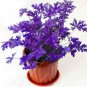 Mosquito Repelling Grass Riddex Plant plants Mozzie Buster Sweetgrass.200pcs
