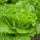 Greek Lettuce bonsai good taste, easy to grow, great salad choice 200pcs seeds