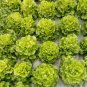 Greek Lettuce bonsai good taste, easy to grow, great salad choice 200pcs seeds