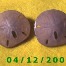 Sand Dollar Pierced Earrings     Q1016