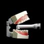 Woodpecker Light Cure Unit - O LED