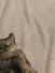 Kittensgallery