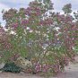 Desert Willow 100 Seeds Orchid Like Flowers Tree/Bush  Chilopsis Linearis
