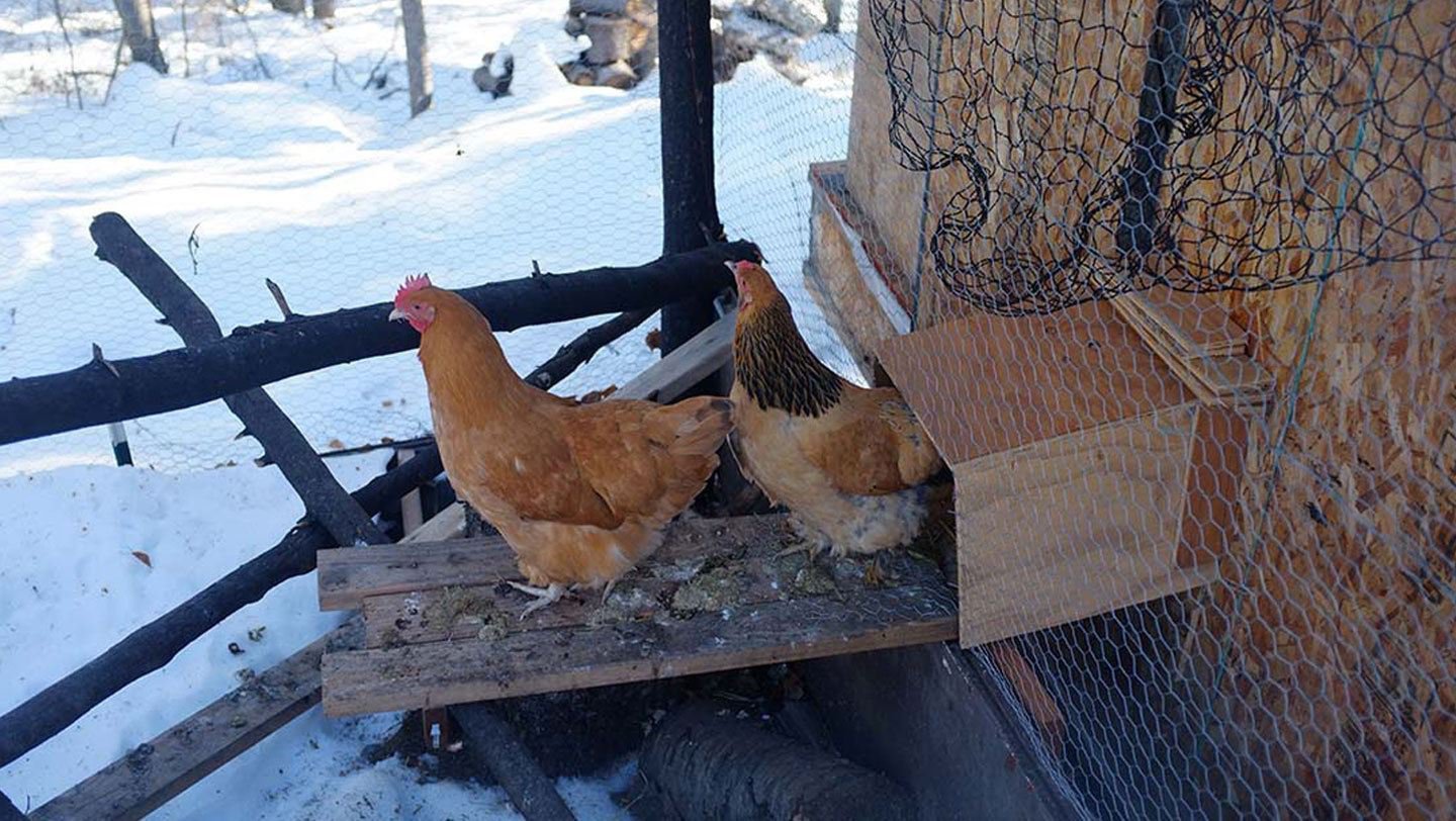 Cozy Coop Poultry Heater Cold Weather Protection Flat Panel 200 Watts