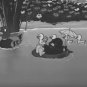 Dinky Duck Foolish Duckling Super 8 8mm Animation 5 inch New Sealed