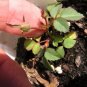Rainbow Rose Balcony Flower plant Home Garden seeds