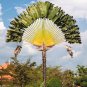 Palm Bonsai Garden Trachycarpus Fortunei Tree Tropical  Landscape
