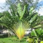 Palm Bonsai Garden Trachycarpus Fortunei Tree Tropical  Landscape