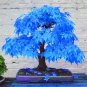 Sky Blue Japanese Balcony Maple Tree Seeds Plants Rare - 20pcs