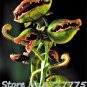 Insect Catching Carnivorous Bonsai Seeds - 100 Pcs