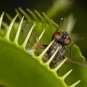 Insect Catching Succulent Carnivorous Bonsai Seeds - 100 Pcs
