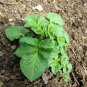 Potato Perennial Bonsai seeds Vegetable planting
