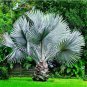 Perennial Plant Palm Tree Tropical Canna Palm Garden Rare Tree