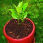 Exotic Citrus Bonsai Lemon plantas seed / 10 PCS/BAG
