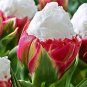 Cabbage Rare tulip bonsais. Aroma tulip -3 pcs