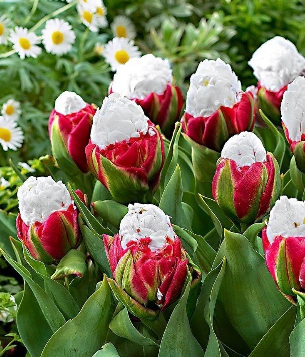 Cabbage Rare tulip bonsais. Aroma tulip -3 pcs